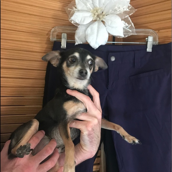 Ziggy.❤️💚 My fur baby❤️💚 I posh for him to have best life! - Picture 1 of 2